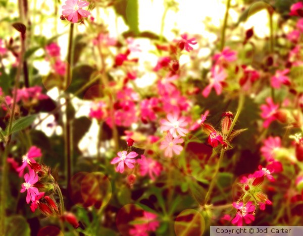 Pink Summertime