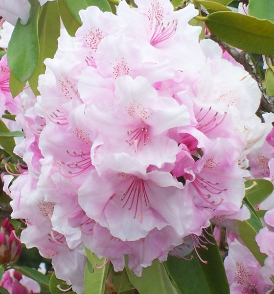 Pretty in Pink