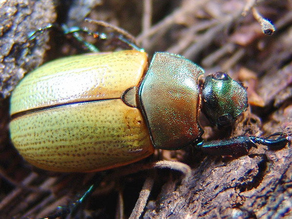 golias vencido