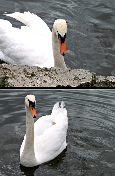 Swan In Germany
