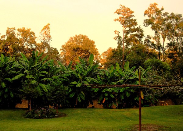 Summer's Golden Retreat