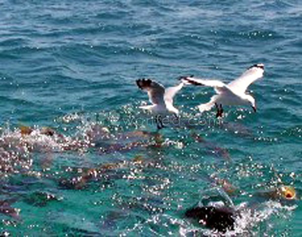 seagulls moving on