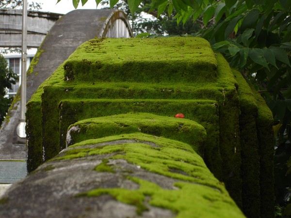 Moss In Contrast