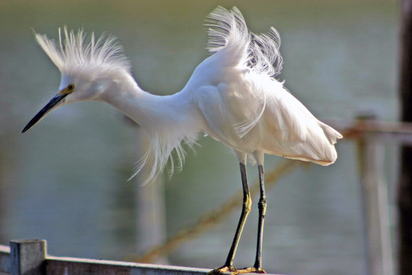 Bad Feather Day
