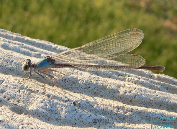 Damselfly