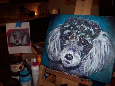Poodle