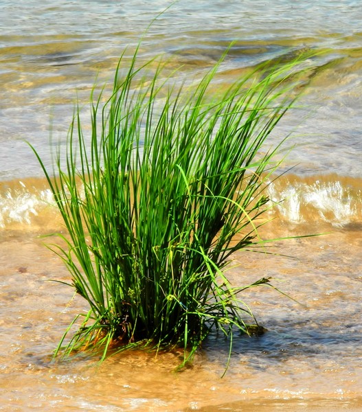 sedge