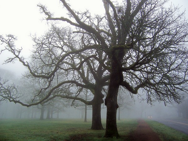 Foggy morning