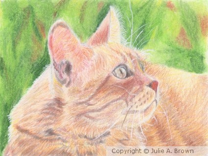 Cat study