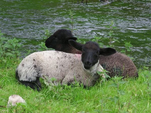 Lambs