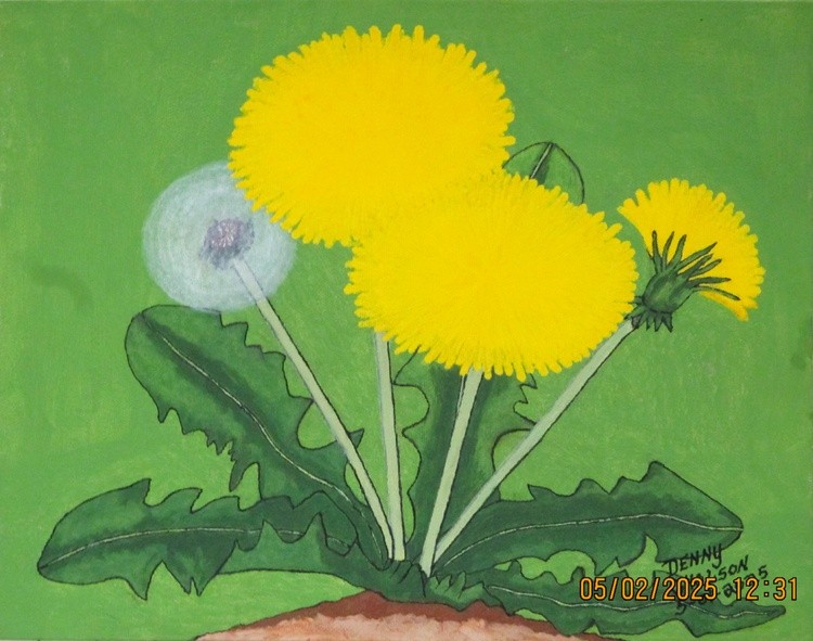Dandy - Lion