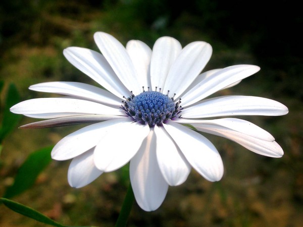 White petals
