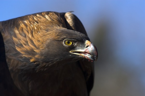 Golden Eagle with blood  by Jim Crotty