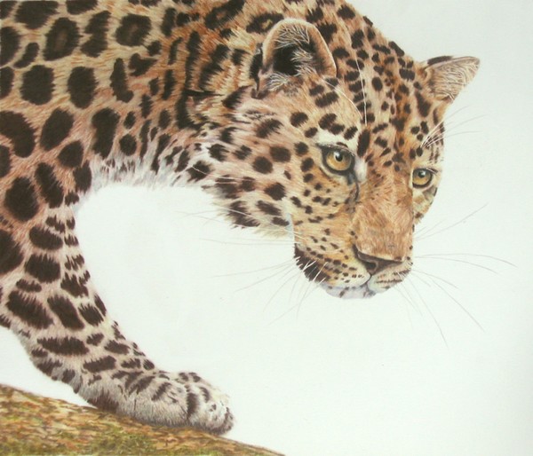 Young Leopard