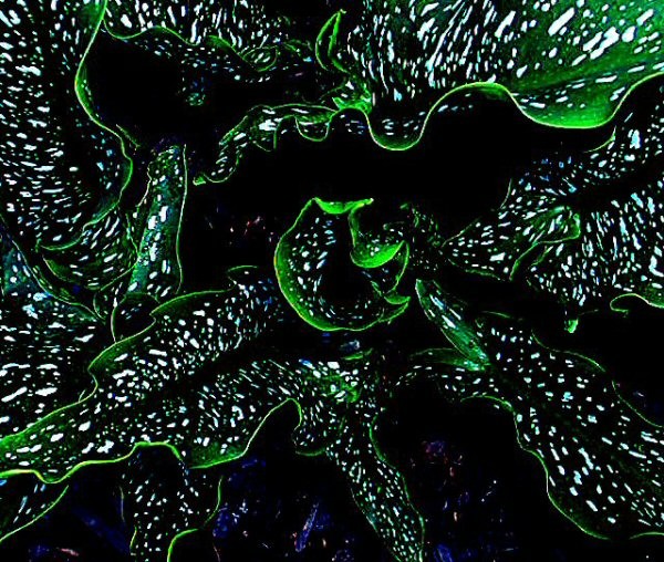 Glowing Callas