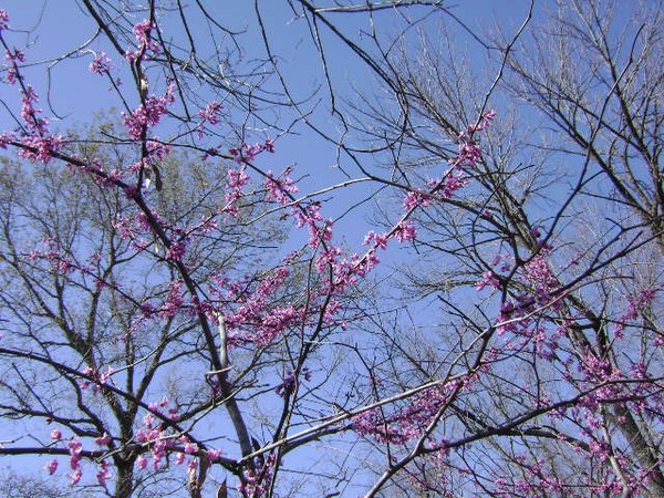 Red bud in bloom