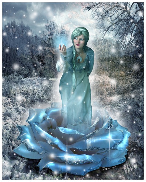 Winter Rose