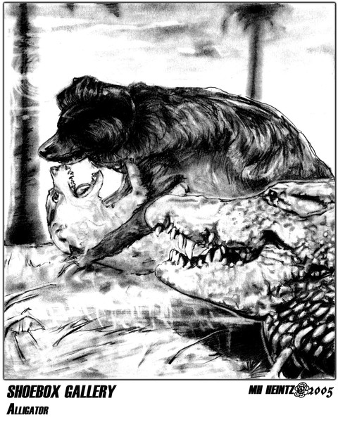 SHOEBOX GALLERY: ALLIGATOR
