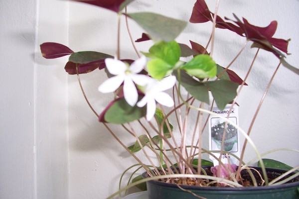 Shamrock2