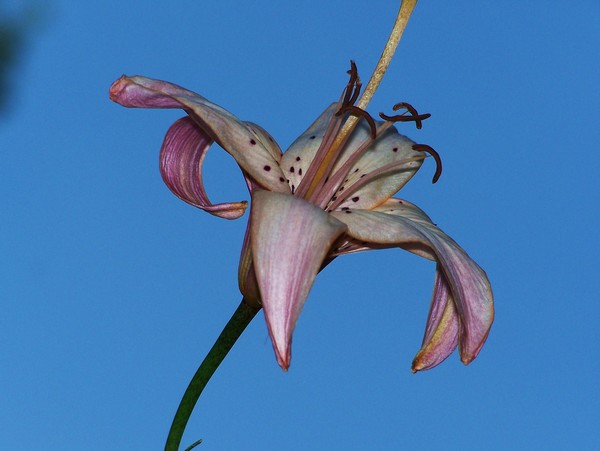 Tiger Lily Blues