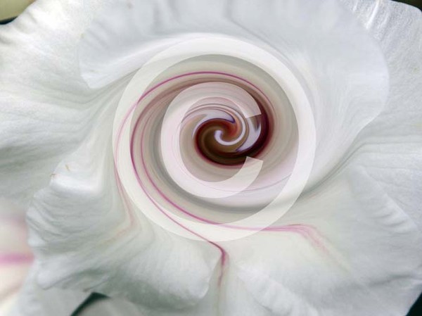 Gladioli 0001 twirl