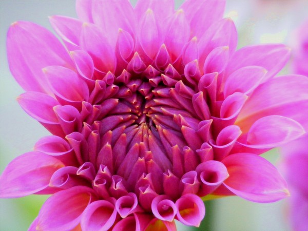 A Flower For Forgiveness