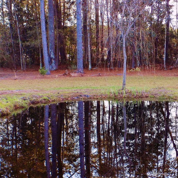 Pine wood pine wood