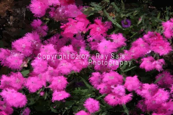 Pinks