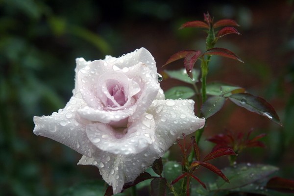 Rain-kissed Beauty
