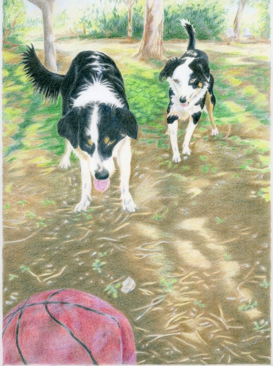 The dogs: Ringo and Shelly