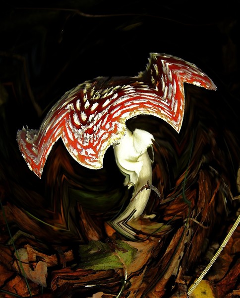 Amanita Muscaria Deva