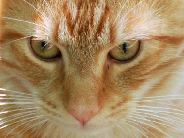 Tiger Cat