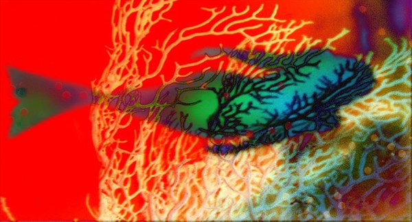 Mermaid and Coral