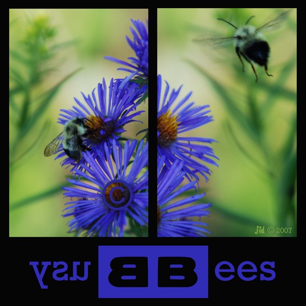 Busy Bees