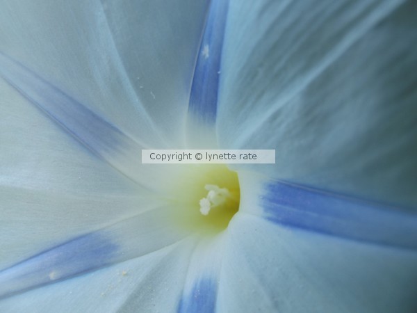 morning glory