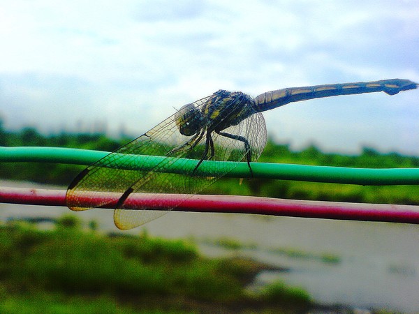 After a Tiring Flight