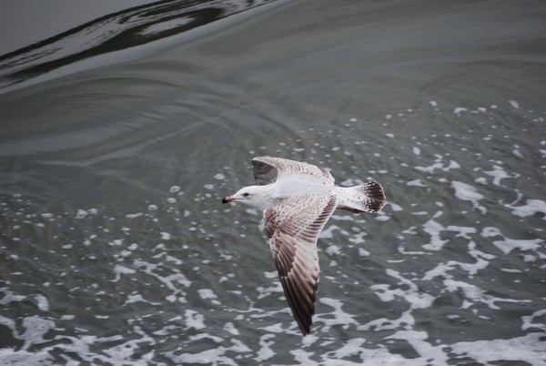 Gull in flight