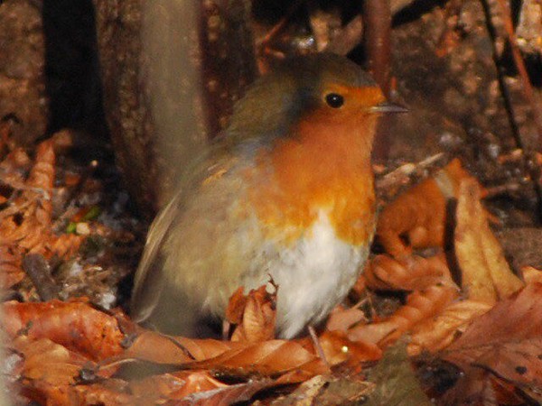 Robin