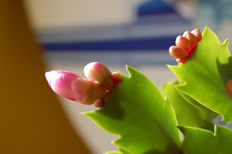 Xmas cactus buds