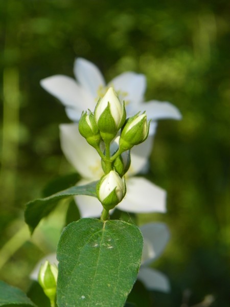 New Life