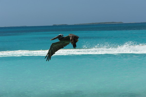 Pelican