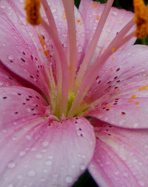 Rainy_Lily_Bud_2
