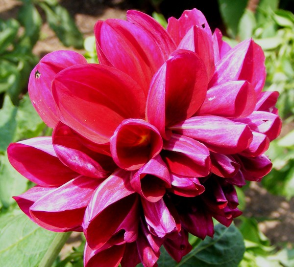 Fuscia_Heart_1