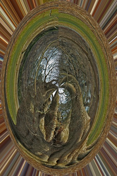 BANYON TREE ABSTRACT
