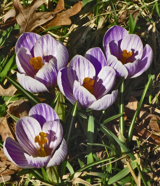 STRIATED CROCUS