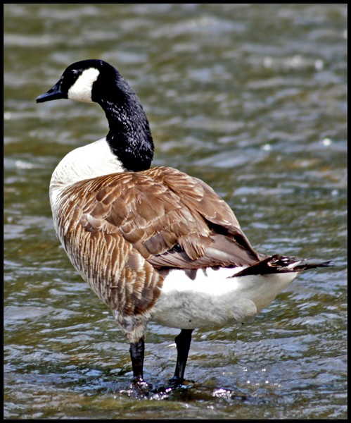 CANADA GOOSE