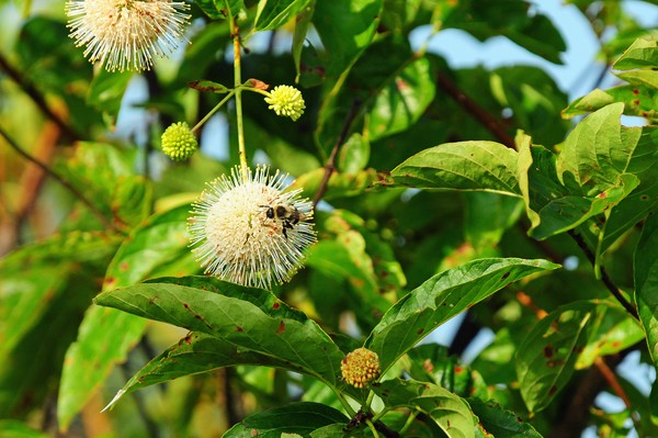 Bumblebee on a Button Bush flower