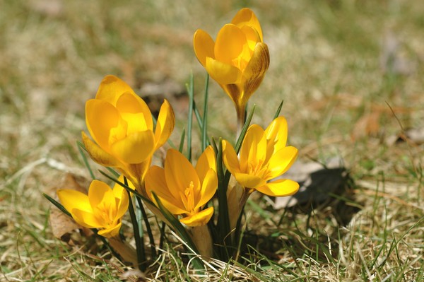 Yellow Crocus