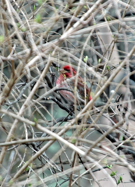 Purple Finch