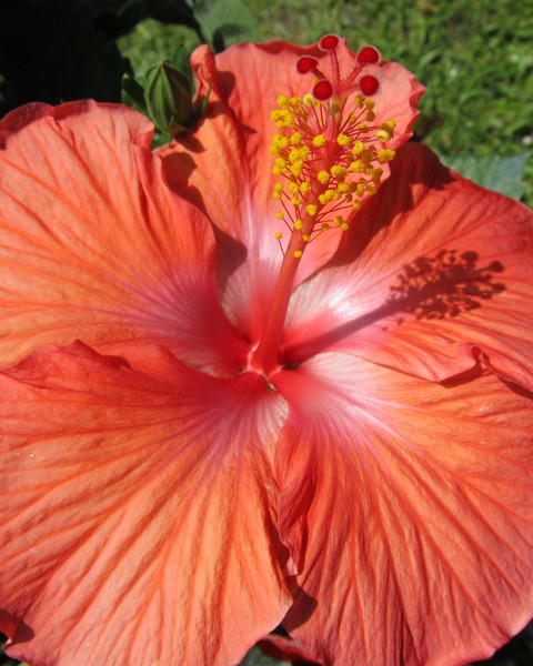 Red Hibiscus